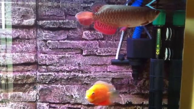 Super red severum
