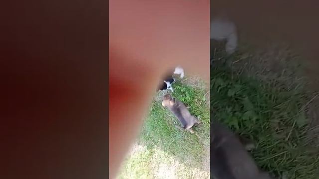 эта маи животные щинка мама в вальери его маму завут Эльза. смотреть онлайн