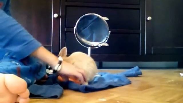 ptiloup lapin nain смотреть онлайн