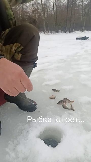 #рыба #клюет #окунь #рыбалка #неман смотреть онлайн