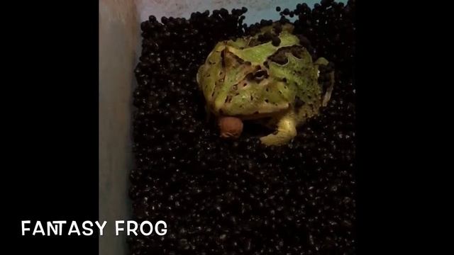 Herptile Feeding Compilation! Vol.1