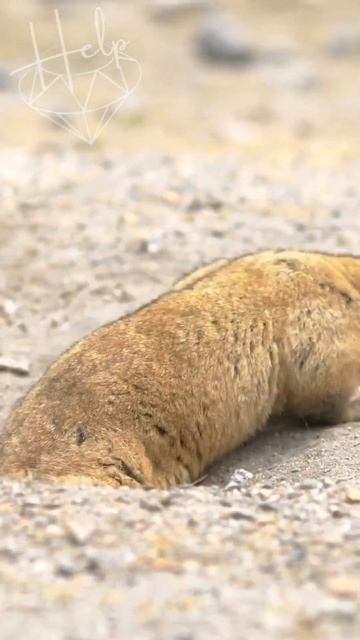 Marmot coming out and back into burrow #marmot #nature #ytshorts смотреть онлайн
