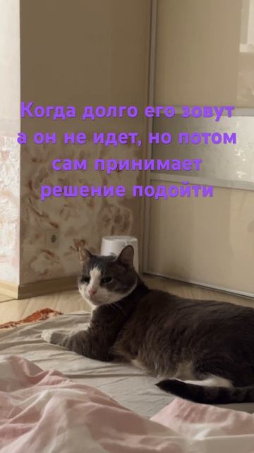 Кот Серж принимает решение смотреть онлайн