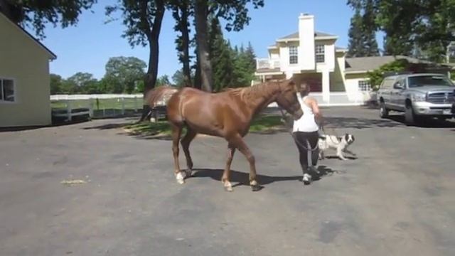 marengo trotting смотреть онлайн