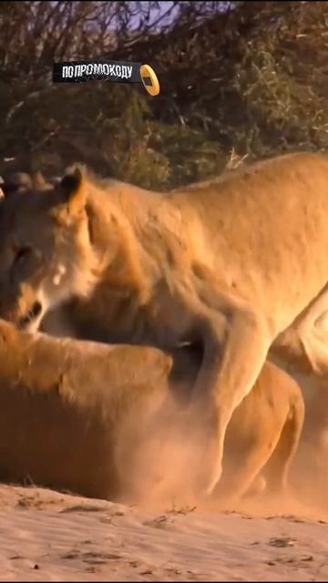 львы должны будут достигнуть независимости #shorts #животные #животныймир смотреть онлайн