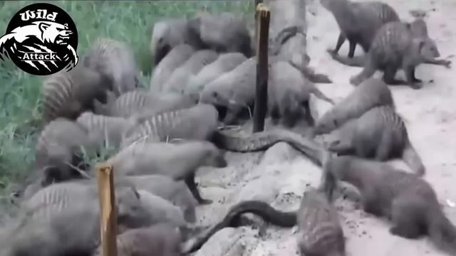 Wild Animals Documentary ► Snake vs Mongoose ► National Geographic documentary ► Animal planet смотреть онлайн