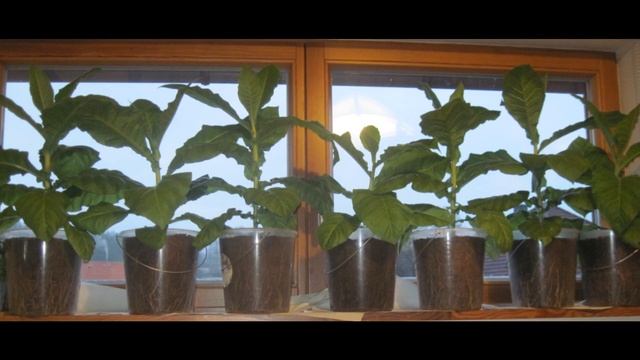 Tabak selbst anbauen смотреть онлайн