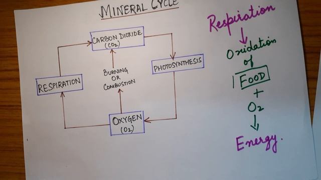 Class 6 Science Our Environment | Mineral Cycle | Food Chain | Science chapter 1 смотреть онлайн