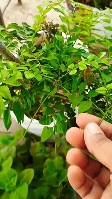 #curryleavesplant #curryplant #gardening #curryleaves #plants #garden #curryleaveschannel смотреть онлайн