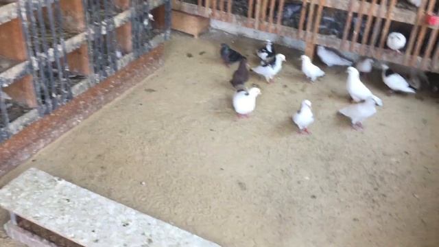 #Pigeons.Почему голуби стали плохо летать. смотреть онлайн