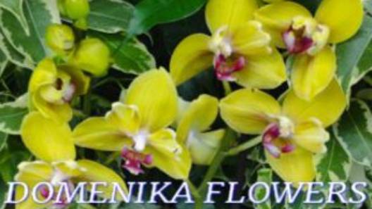 №1031/ МОРЕ свежих, ЭКСКЛЮЗИВНЫХ орхидей в с/ц DOMENIKA FLOWERS.Часть/2 смотреть онлайн