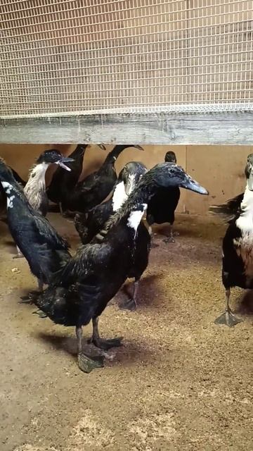 Как же они выросли быстро! Индийский бегунок 😊 How quickly they grew up! Indian Runner 😊 смотреть онлайн