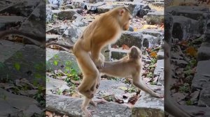 Monkey xxx crossing female monkey 🐒🐵 amazing se.xx