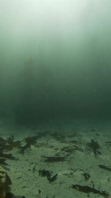 Flying at the bottom of the ocean // Cape Town / Freediving смотреть онлайн