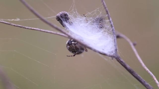 Agalenatea redii (Gorse Orbweaver) смотреть онлайн