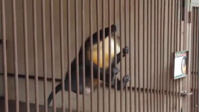 Обезьяна злится смотреть онлайн