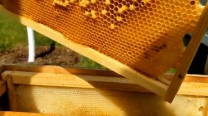 исправляем семью трутовку