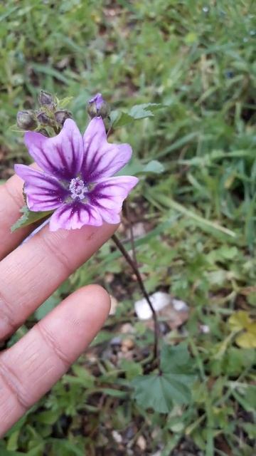 malva смотреть онлайн