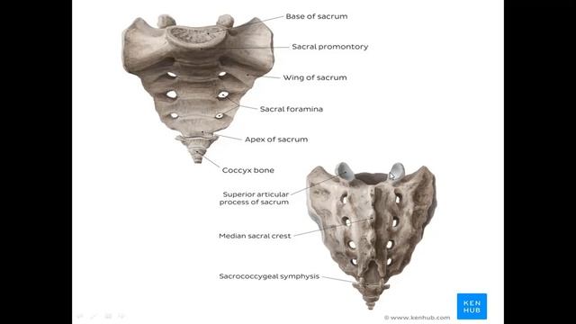 Bel va dumgaza umurtqalar смотреть онлайн