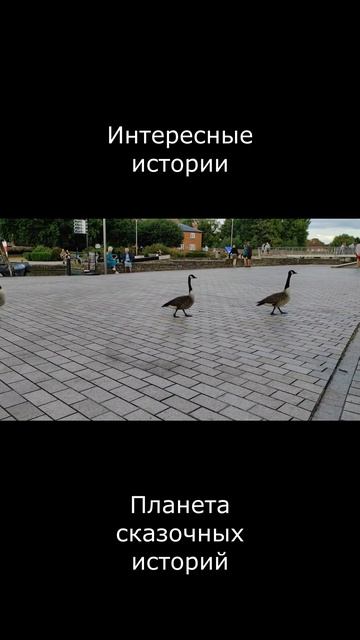 ГОРОДСКИЕ ГУСИ SHORTS смотреть онлайн