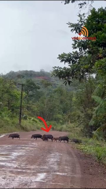 Porcos do mato atravessam ramal com muitos filhotes, no Amapá смотреть онлайн
