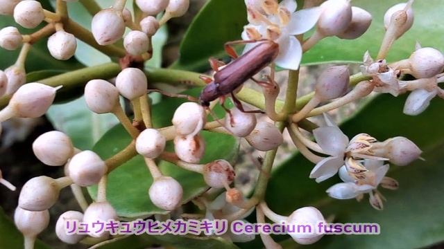 夏の思い出 小さな虫たち 指宿市と頴娃町のカミキリムシたち②🐞2021年4～9月撮影 Longhorn Beetles In Ibusuki And Minamikyushu City Part2