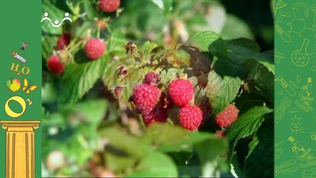 АЗН. Биология. Хвосты. Малина. Перепел смотреть онлайн