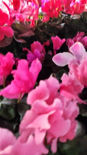 Приехали цветущие цикламены на 7 Северную, 182 к 8 Марта. Ждём вас ☺️