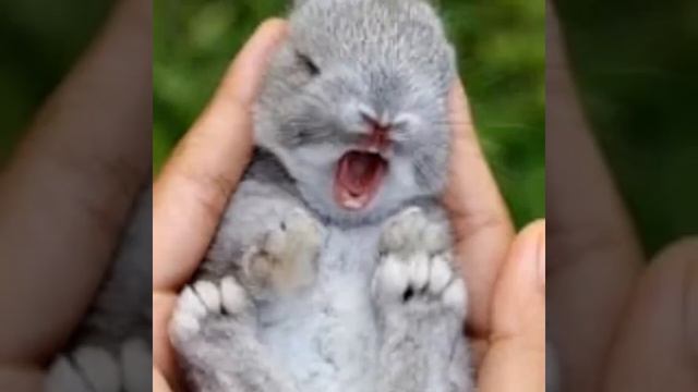 МИЛЫЕ ЖИВОТНЫЕ!!! смотреть онлайн