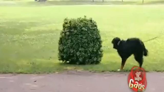 JFL Hidden Camera Pranks Gags Dog Joke - YouTube.mpg смотреть онлайн
