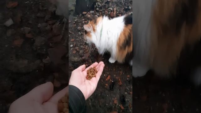 Просто так пришла Алиса 🐈 смотреть онлайн