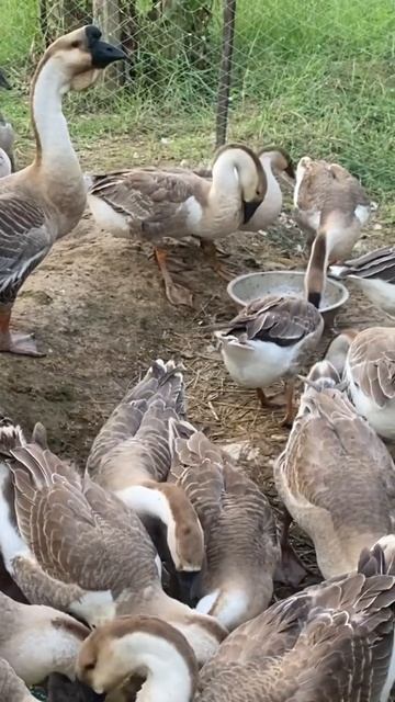 Beautiful Goose are eating their food -Raising natural geese смотреть онлайн