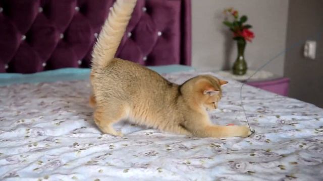 Котик Uoker ny11 смотреть онлайн