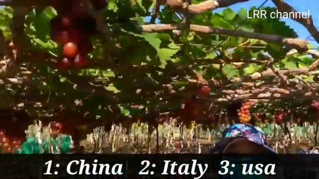 The largest producing countries of agricultural commodities смотреть онлайн