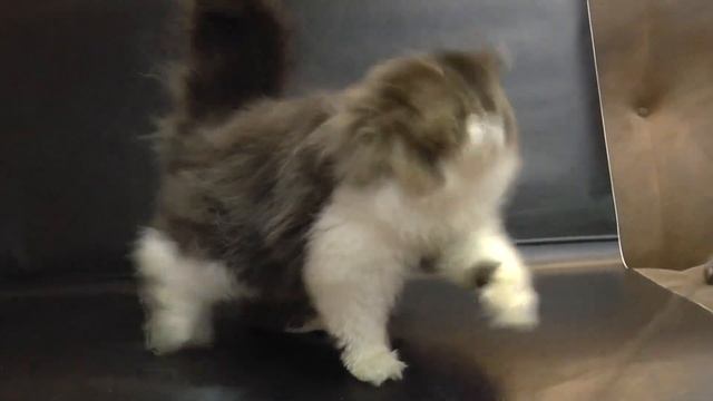 Winni смотреть онлайн