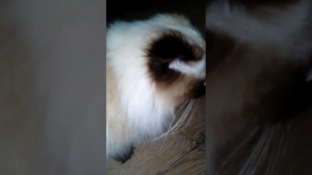 Это Кошка моя! смотреть онлайн