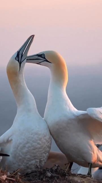 Northern gannet #nature #naturelovers #animals #bird #shortvideo смотреть онлайн