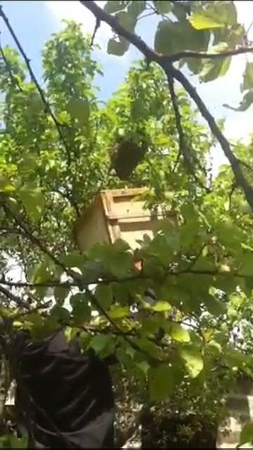 пчелинный рой смотреть онлайн