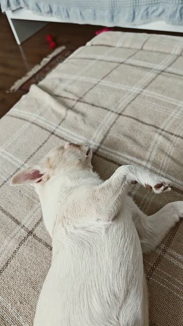 У кого-то сказка, а у кого-то и нет😂 #смешныевидео #милыеживотные #dogshorts #юмор #dogs #прикол