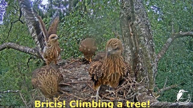 The Adventures of Black Kites! Bricis is the hero of the day!