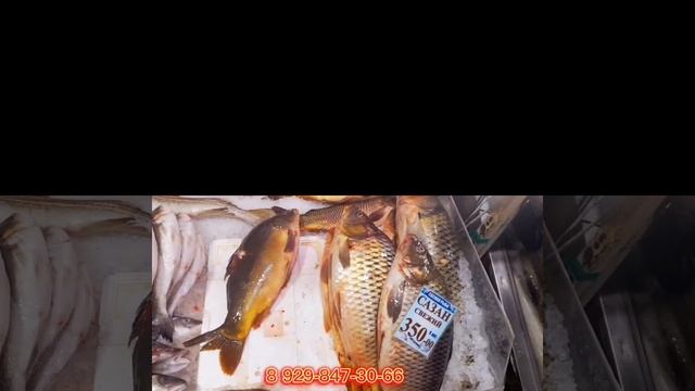 Рыба. Домодедовский рынок Охлаждения рыба.                         форель.сёмга.сибас.дорадо.