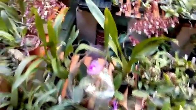 COOOOORRE!!! ORQUÍDEA EM PROMOÇÃO POR R$ 1,00! comprarorquideas.com.br смотреть онлайн