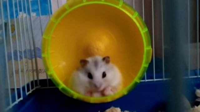 Пробуждение хомки☀ смотреть онлайн