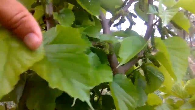 How To Graft Mulberry Tree Into Hybrid Mulberries In 2020 смотреть онлайн