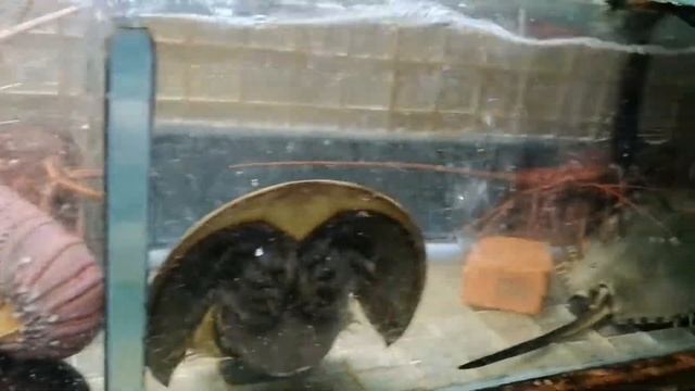 A colorful flouting seafood market | how to get sai kung seafood market New territories Hong-Kong смотреть онлайн