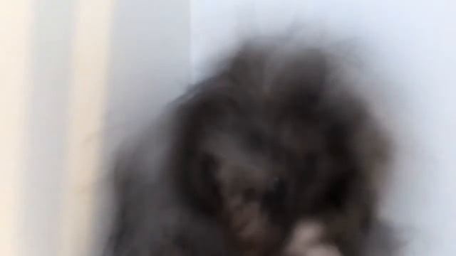 Хомяк моется .😗