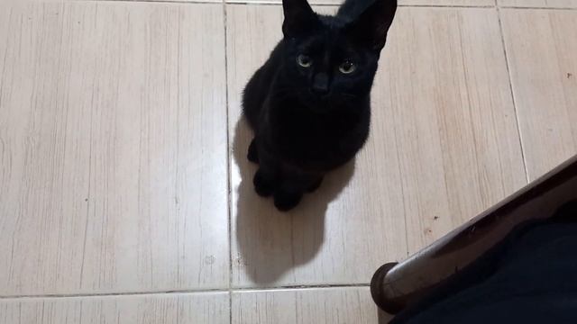 Black Panther and his funny deeds, part 3 смотреть онлайн