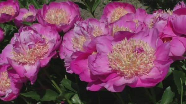 Пион 	Kay Tischler