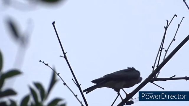 赤腹鷹成鳥147漆彈場 смотреть онлайн