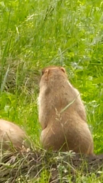 Сурки свистят на сурчинах. Алтайский край / Marmots whistle at the hole. Altai region смотреть онлайн
